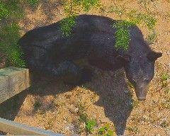 Momma Bear Strolling By