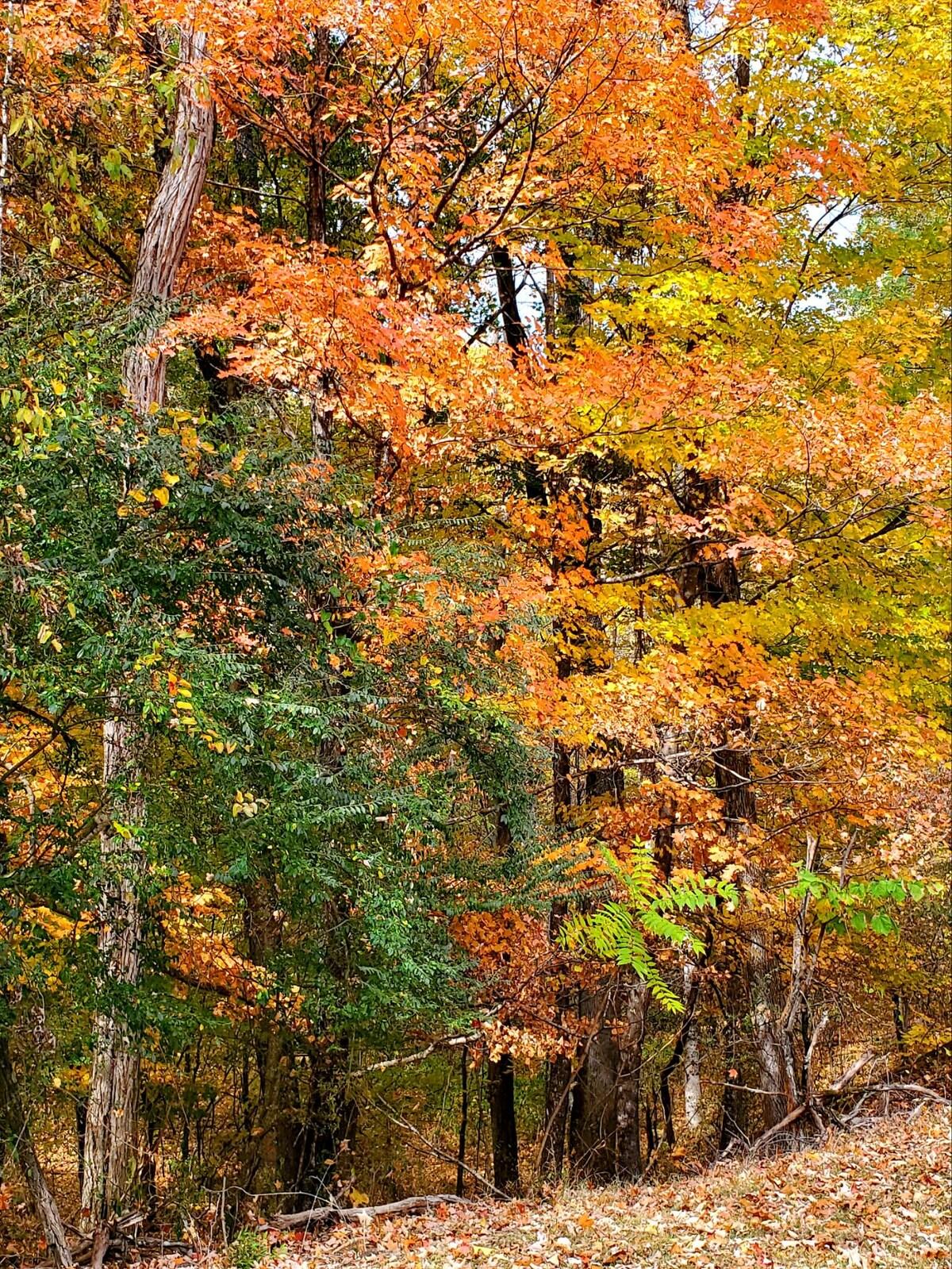 Allegheny Falls Mountain Escape #1