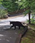 YEARLING BEAR