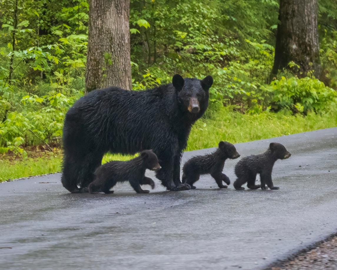 A Smoky Mountain Splash
