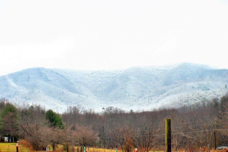 Honey Bear- New Listing