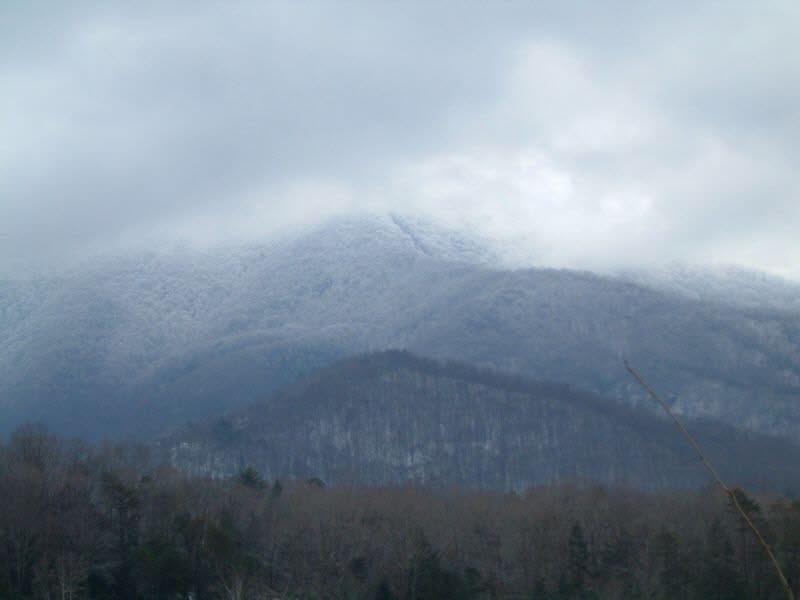 Honey Bear- New Listing