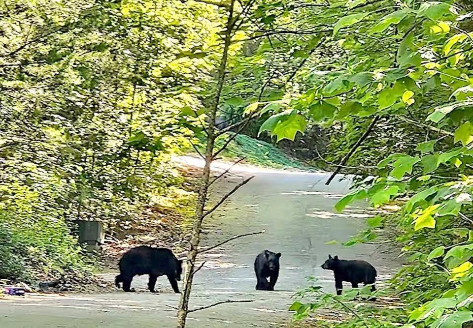 Nestled Inn - New Listing