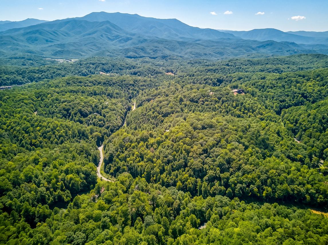 The Bird Hallar - New Listing
