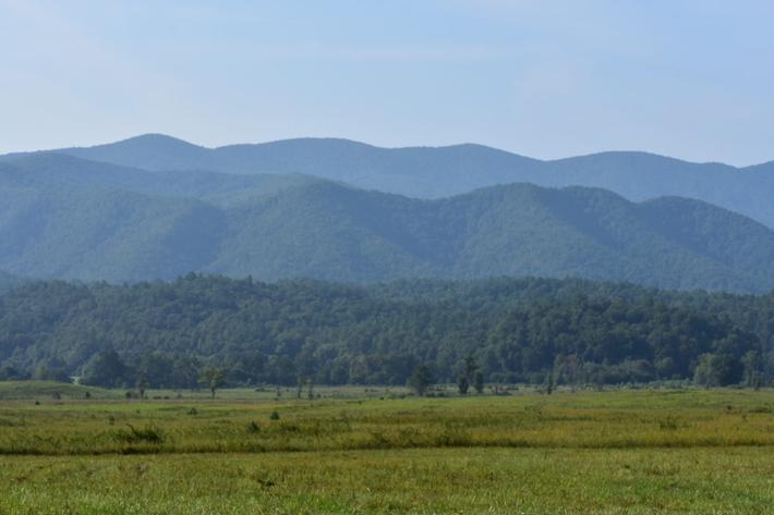 Honey Bear- New Listing