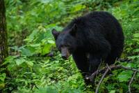 Taken at Misty Mountain View - 2 bedroom in Phase II TN