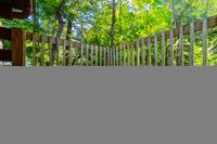 Taken at 210 Cubs in the Treetops in Phase II TN