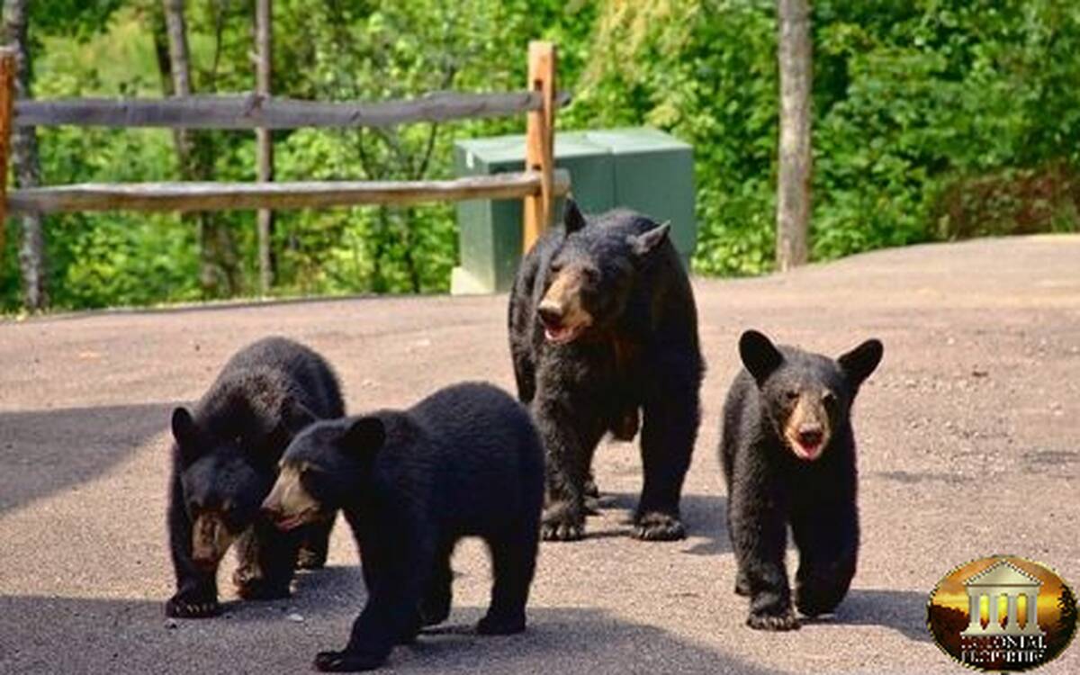 Gatlinburg Cabins - The Bears Cove