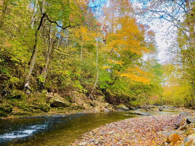 Taken at Whispering Creek in Cosby TN