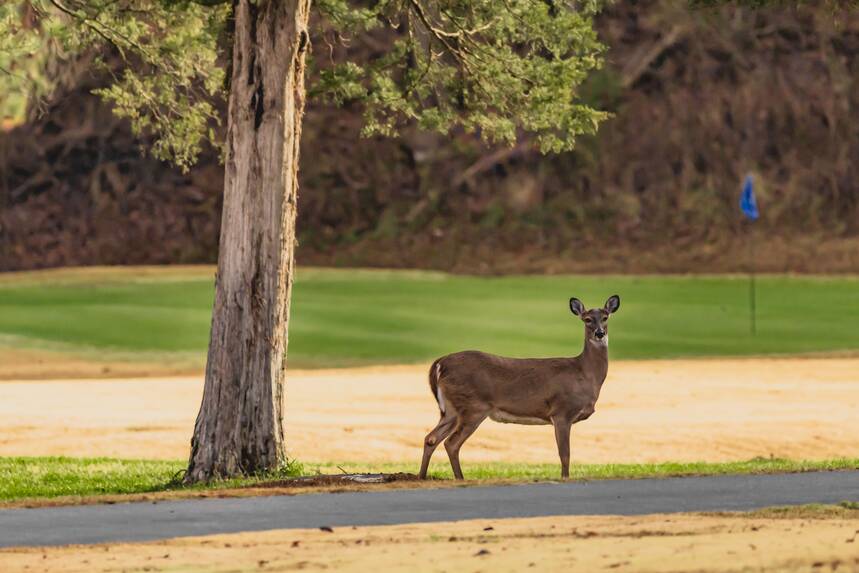 Cades Cove Lodge