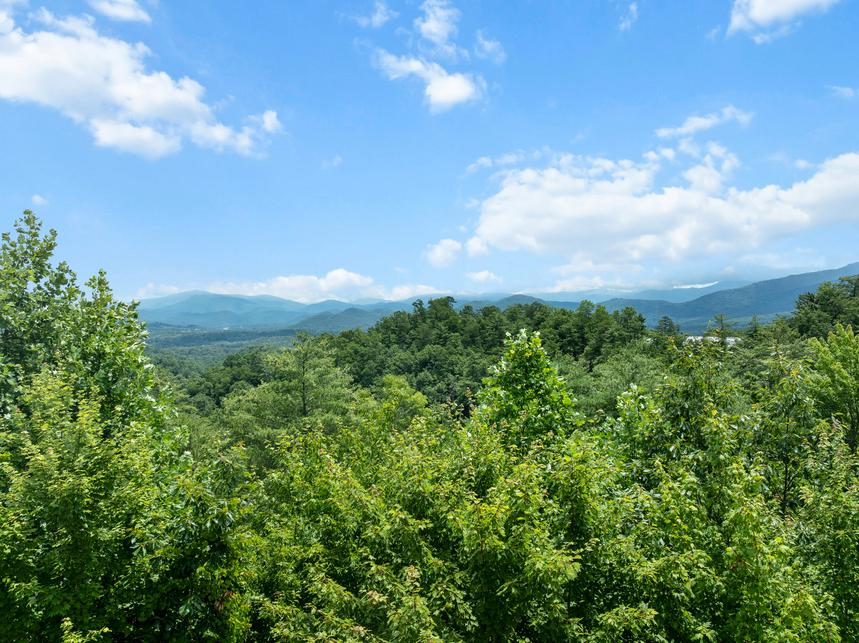 Above the Pines