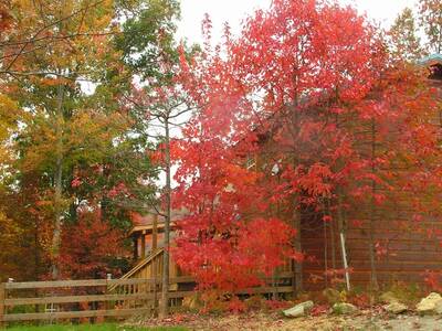 Campfire Lodge - Fall colors