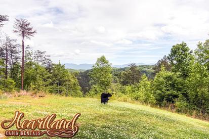 Mountain Views at Dolly Bear - one bedroom cabin rental in Pigeon Forge