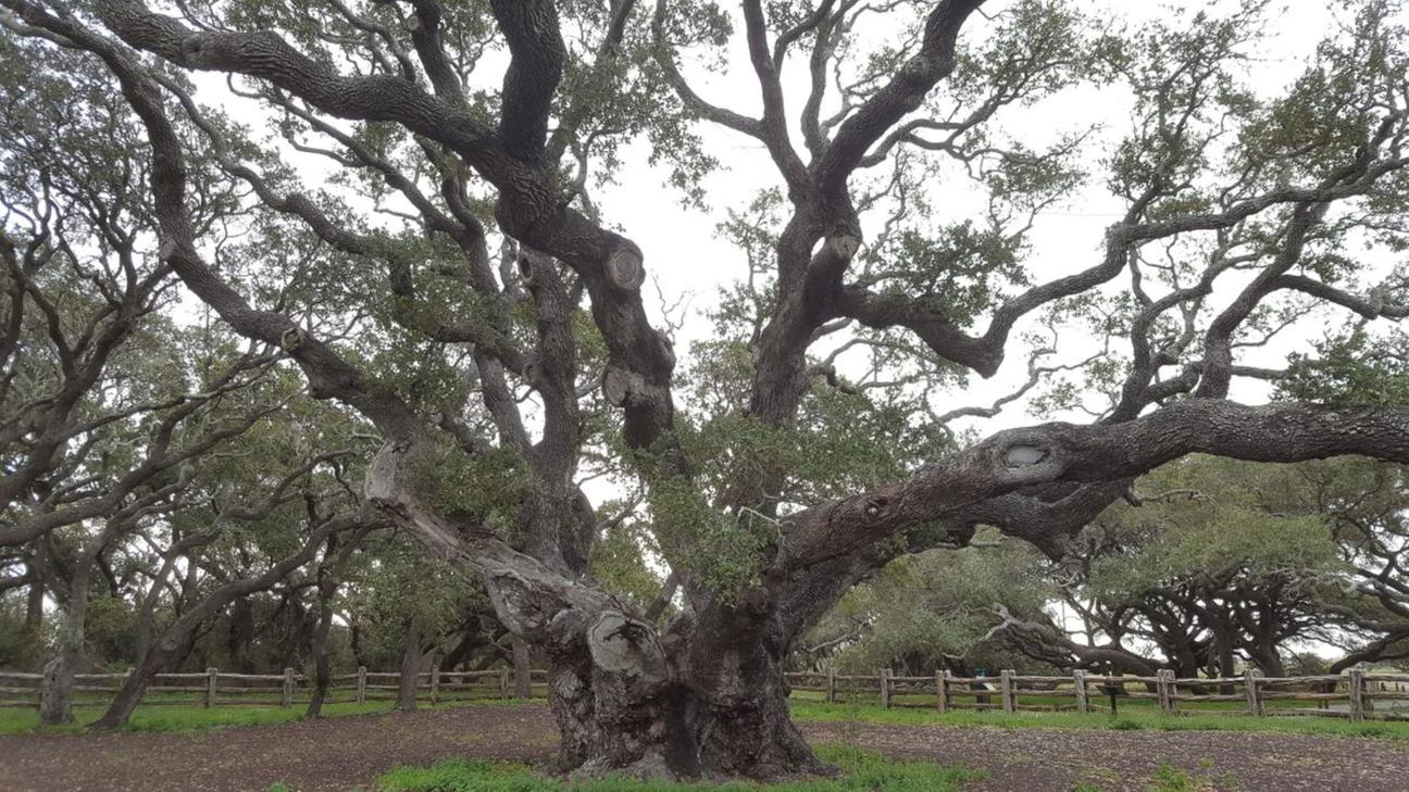 Hundred-plus year old oak tree on the coast.