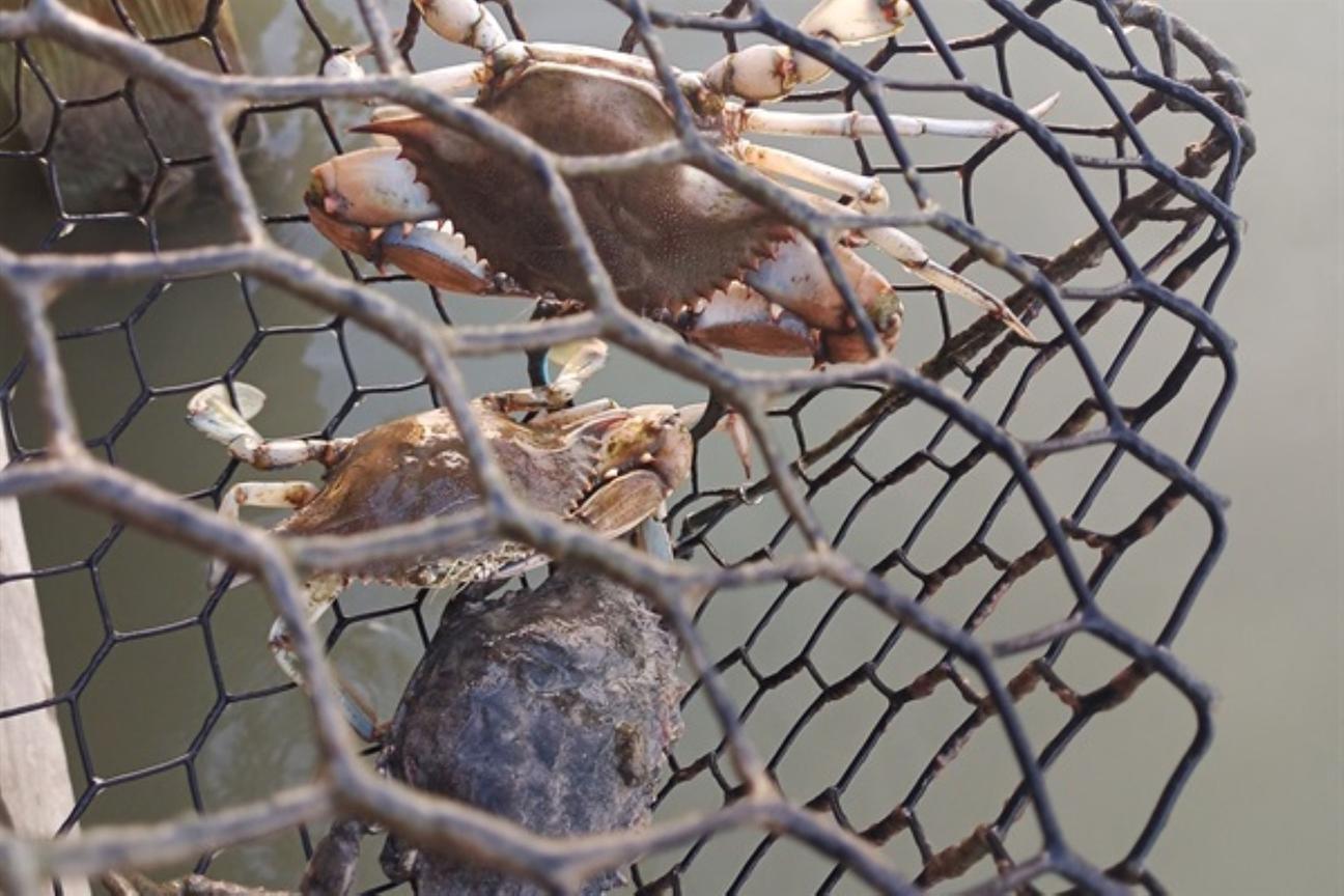 Crabs caught in a net over the water, showcasing local coastal wildlife and fishing activity.