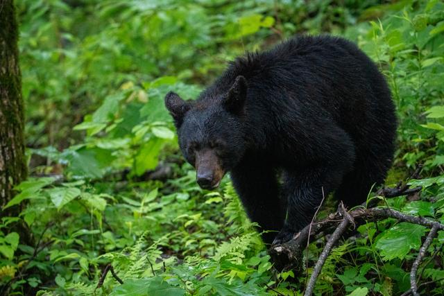 Taken at Misty Mountain Getaway - 2 bedroom in Phase II TN