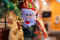 Taken at 210 Cubs in the Treetops in Phase II TN