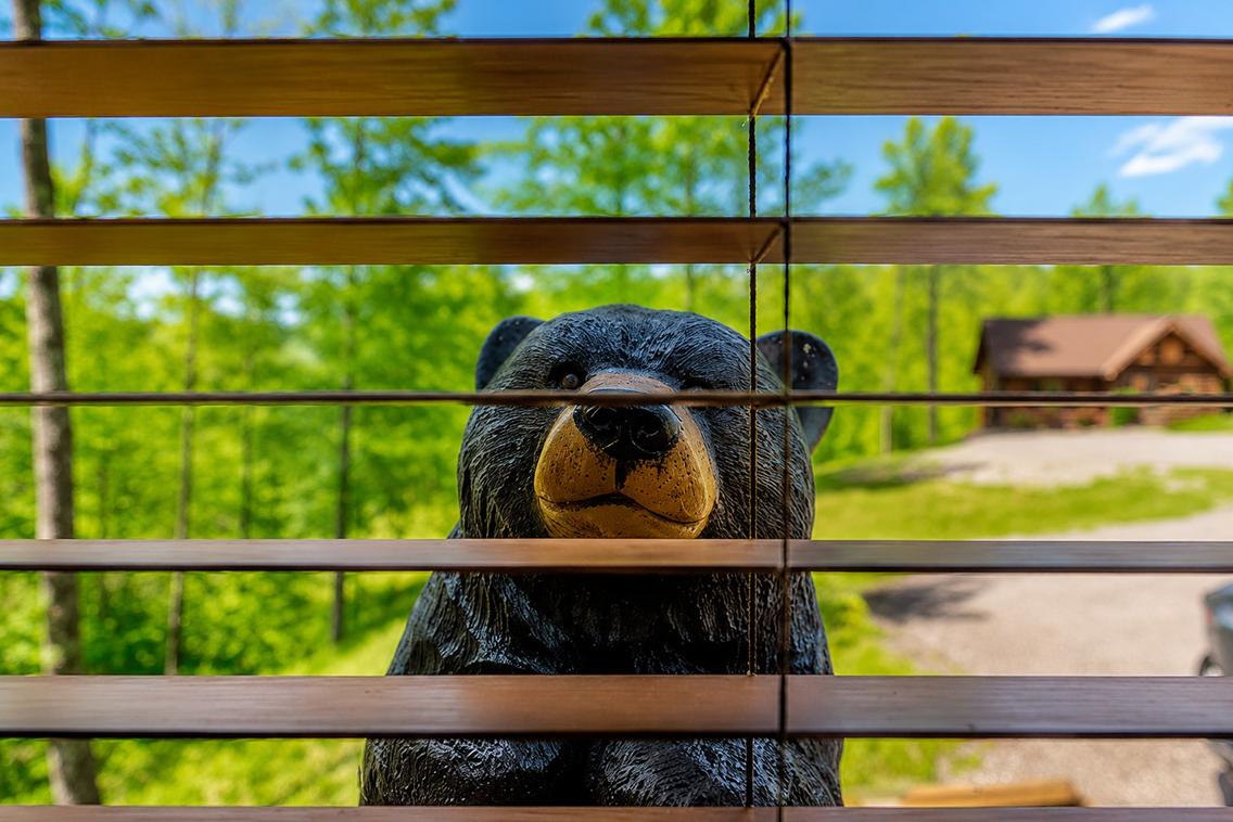 A Swimmin' Bear