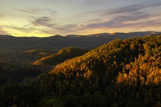 Photo of A Bear-riffic View