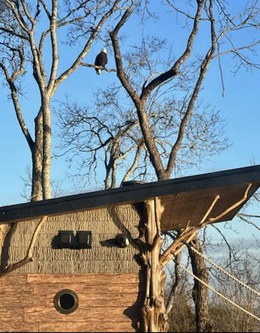 OUR RESIDENT BALD EAGLES - SIR HATCHER II AND LADY INDEPENDENCE - BE ON THE LOOK OUT FOR THEM SHOWING OFF OR IN THEIR FAVORITE TREE AT THE START OF OUR SCAVENGER HUNT TRAIL - BRING YOUR CAMERA!