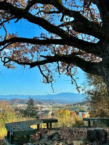 Photo of 56 - TREE-T-MENT CENTER