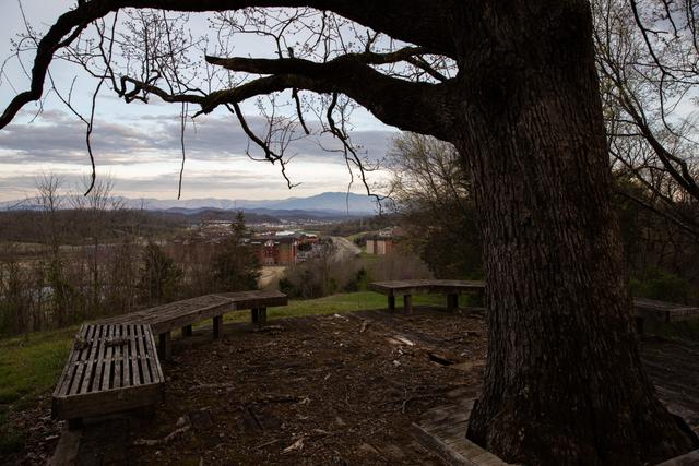 Photo of TREE-MENDOUS FUN - 54