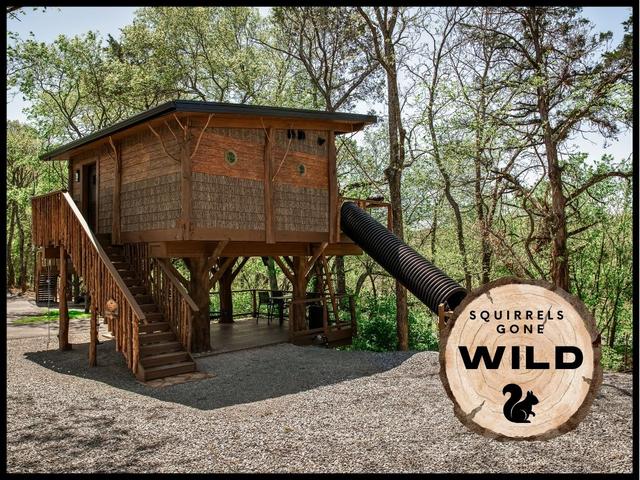 Photo of 52 - SQUIRRELS GONE WILD