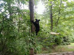 Black bear cub in tree 