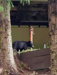 Keep your eyes out for Smoky Mountain Black bears.