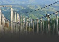 Photo of Bear Crossing 402