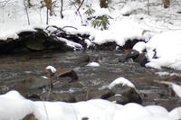 And a rushing creek across the road at the bottom of the driveway
