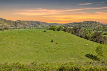 Peaceful Pastures